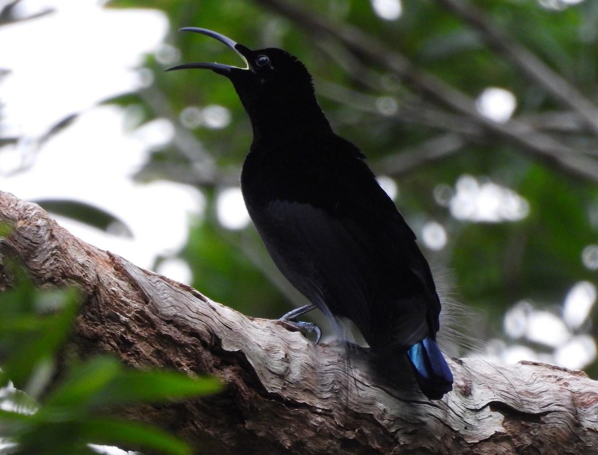 Magnificent Riflebird - ML625039905