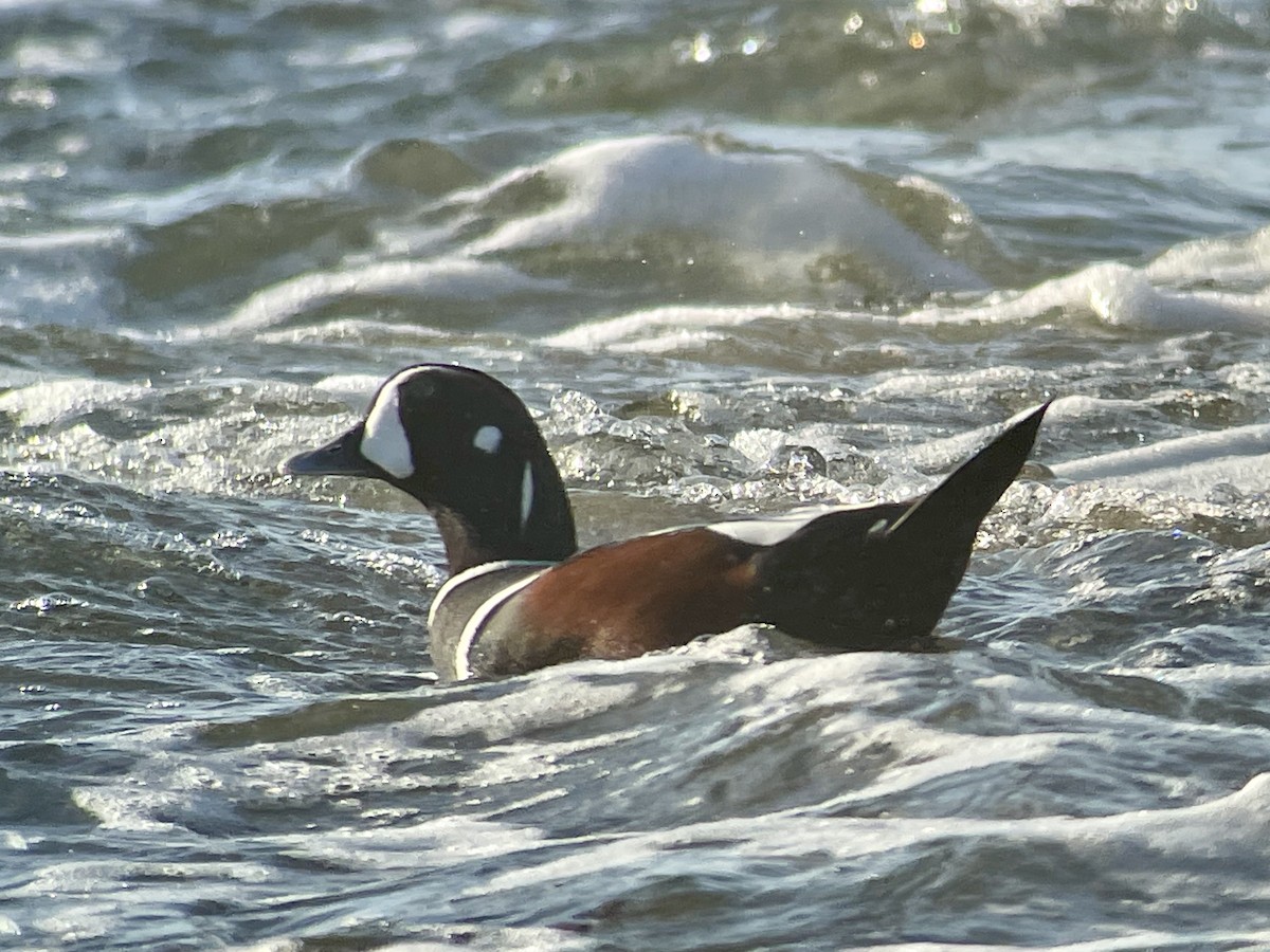 Harlequin Duck - ML625039906