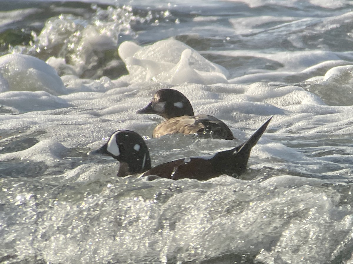 Harlequin Duck - ML625039907