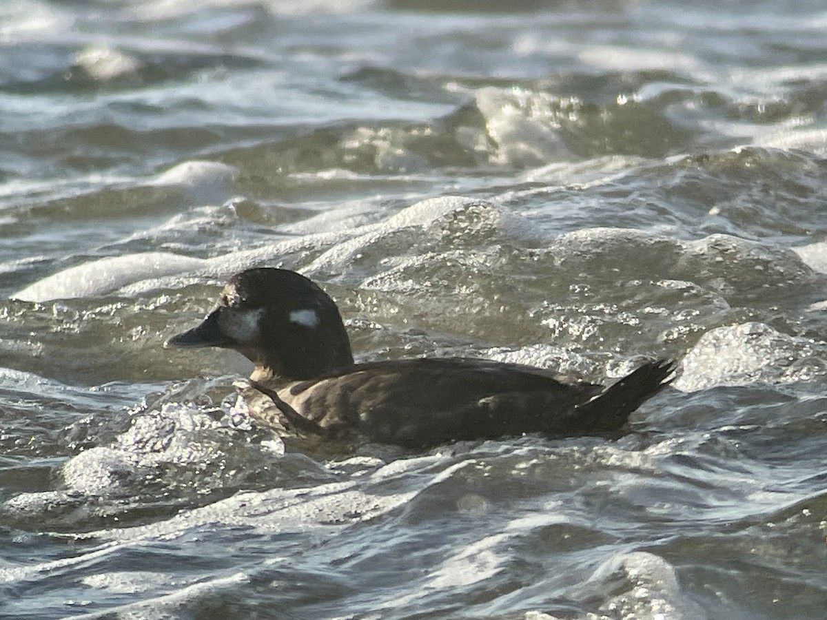 Harlequin Duck - ML625039908