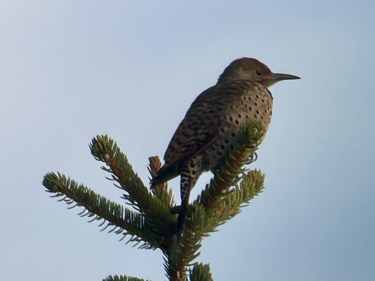 Northern Flicker - ML625039918