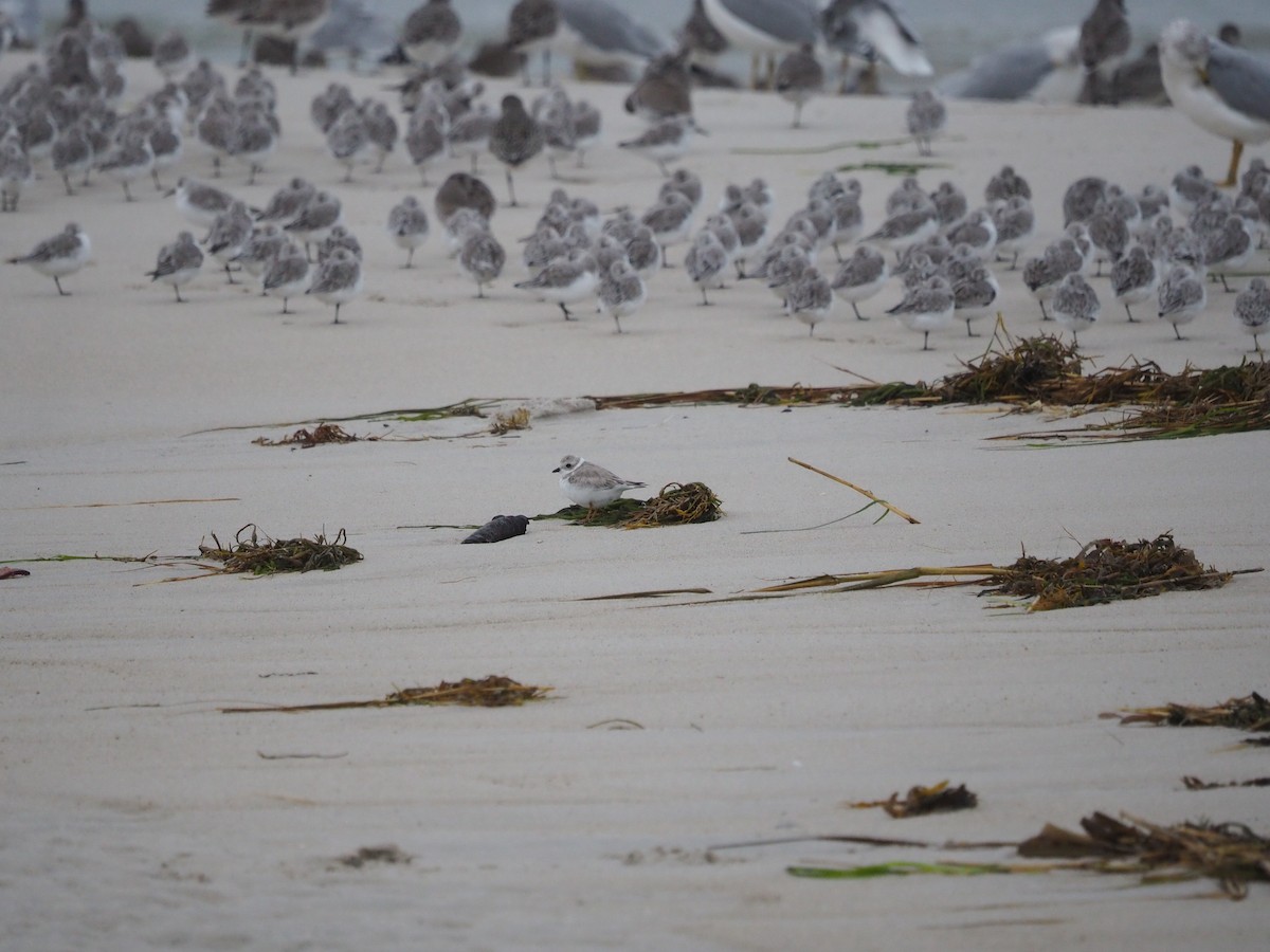 Piping Plover - ML625039991