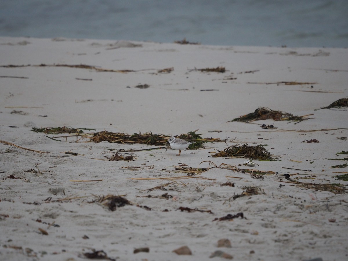 Piping Plover - ML625039993