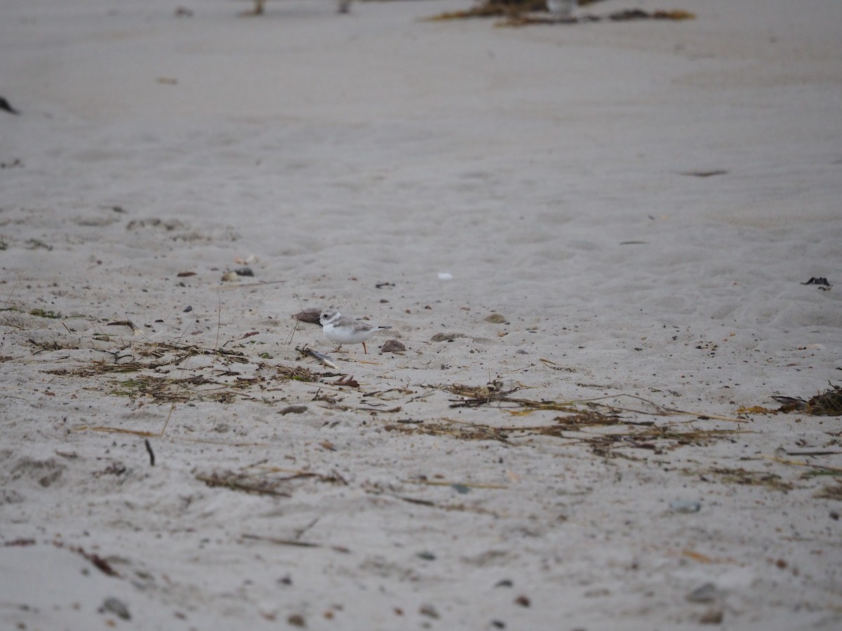 Piping Plover - ML625039994