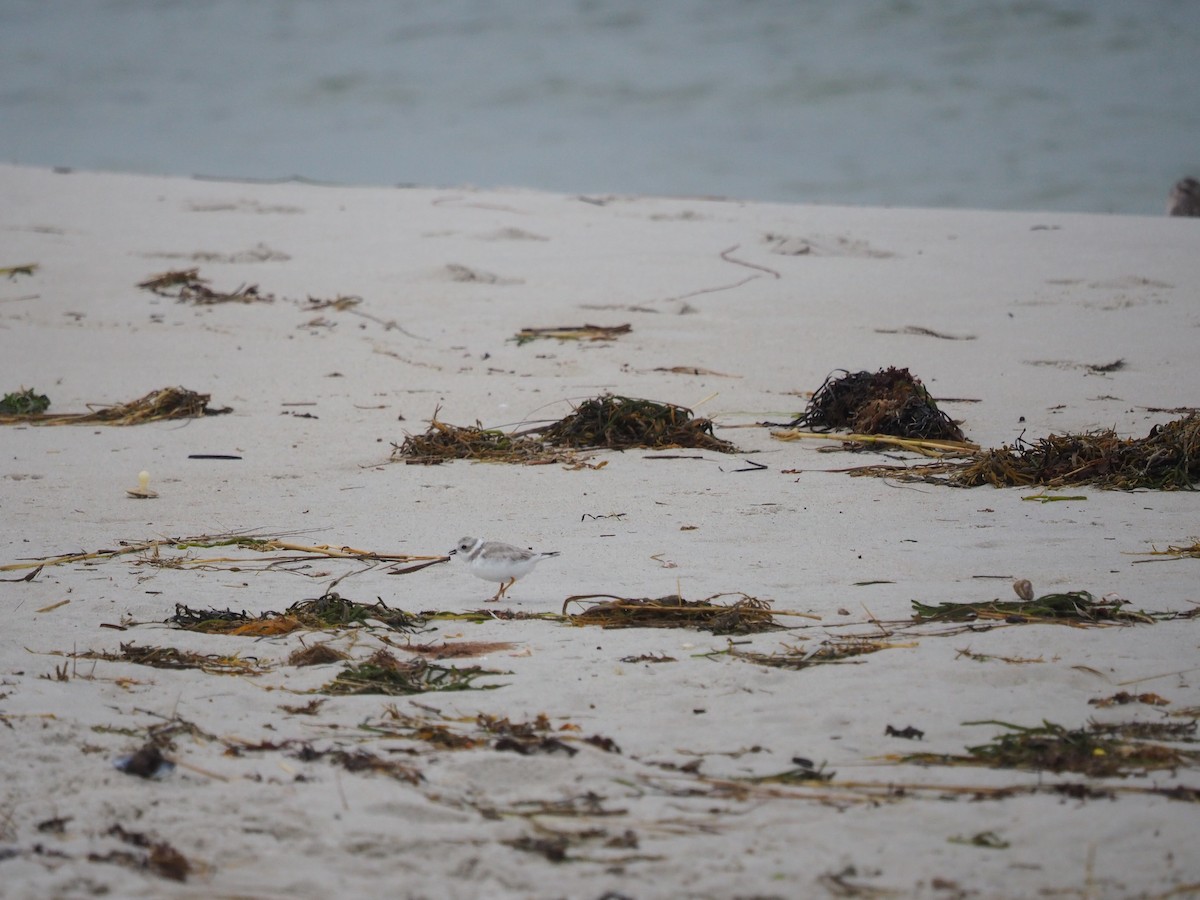 Piping Plover - ML625039995