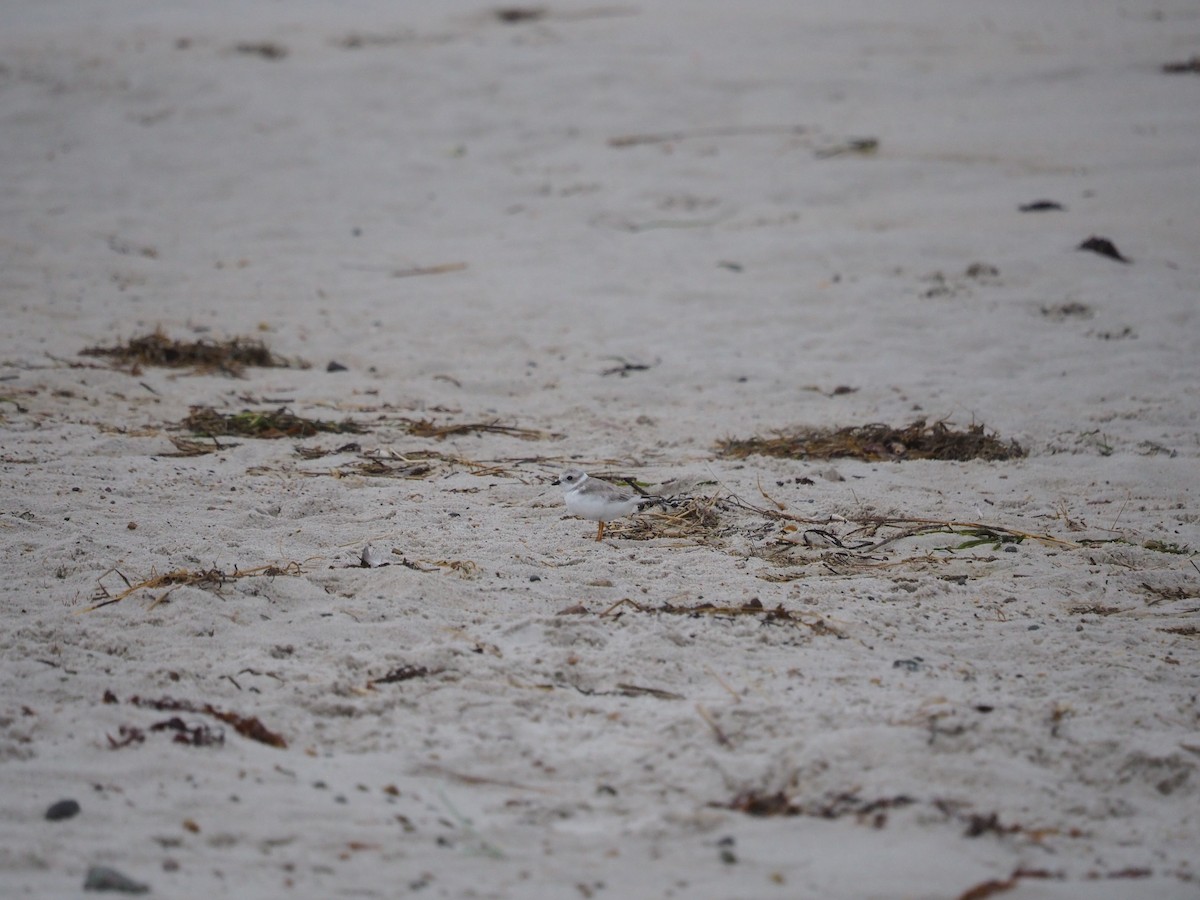 Piping Plover - ML625039996