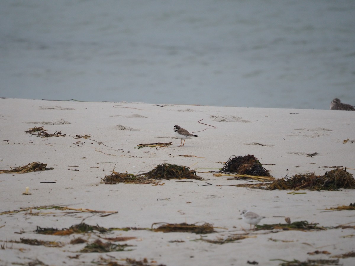 Semipalmated Plover - ML625040003