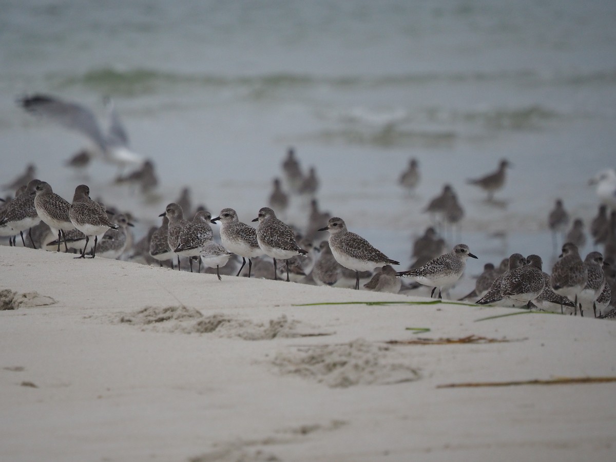 Black-bellied Plover - ML625040024