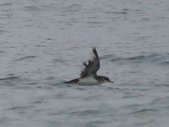 Manx Shearwater - ML625040045