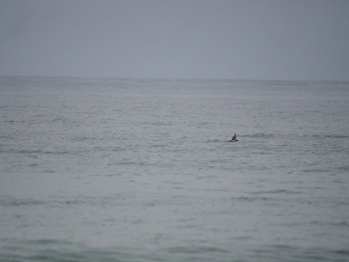 Manx Shearwater - ML625040046