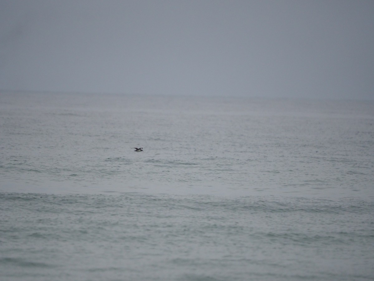 Manx Shearwater - ML625040047