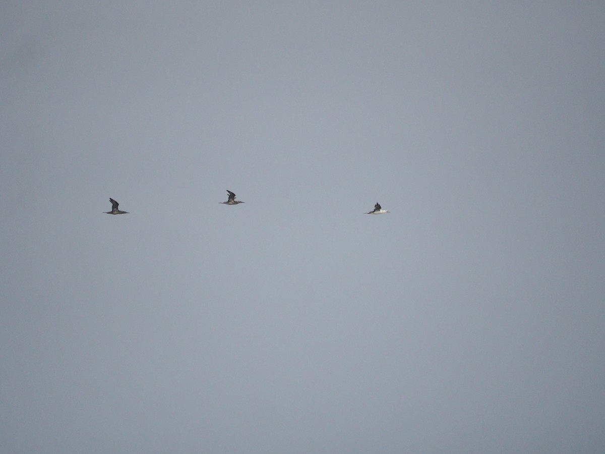 Northern Gannet - ML625040058