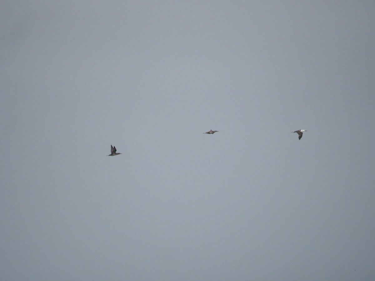 Northern Gannet - ML625040059