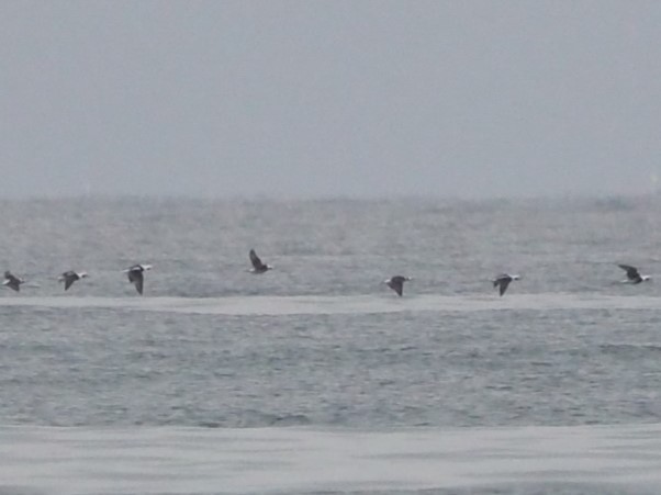 Long-tailed Duck - ML625040062
