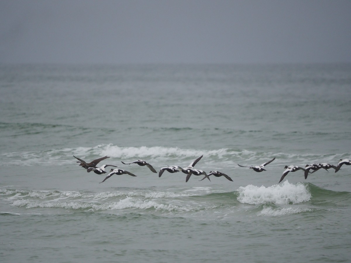 Common Eider - ML625040067