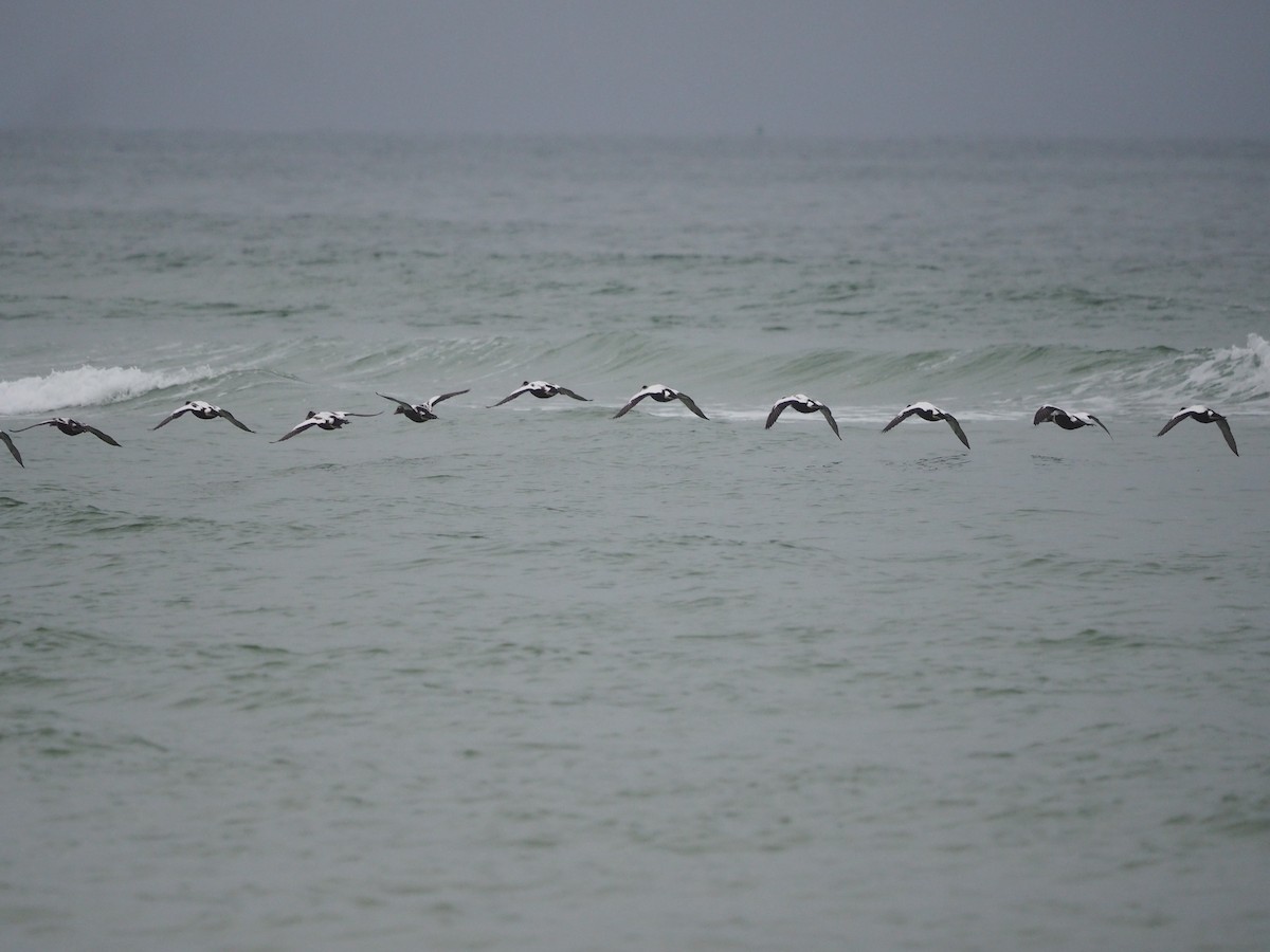 Common Eider - ML625040068