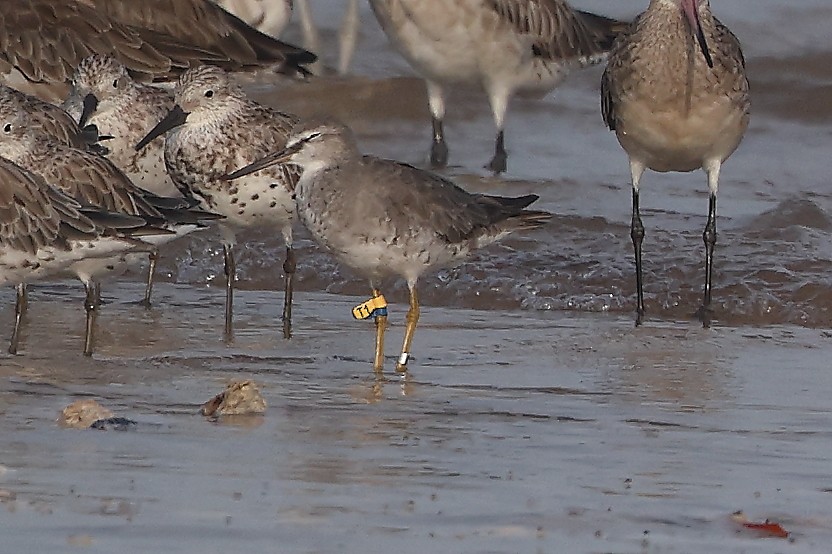 Gray-tailed Tattler - ML625040078