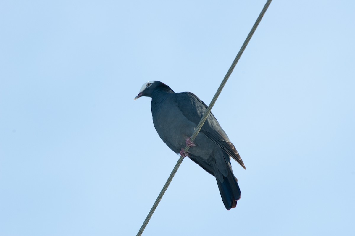 シロボウシバト - ML625040098