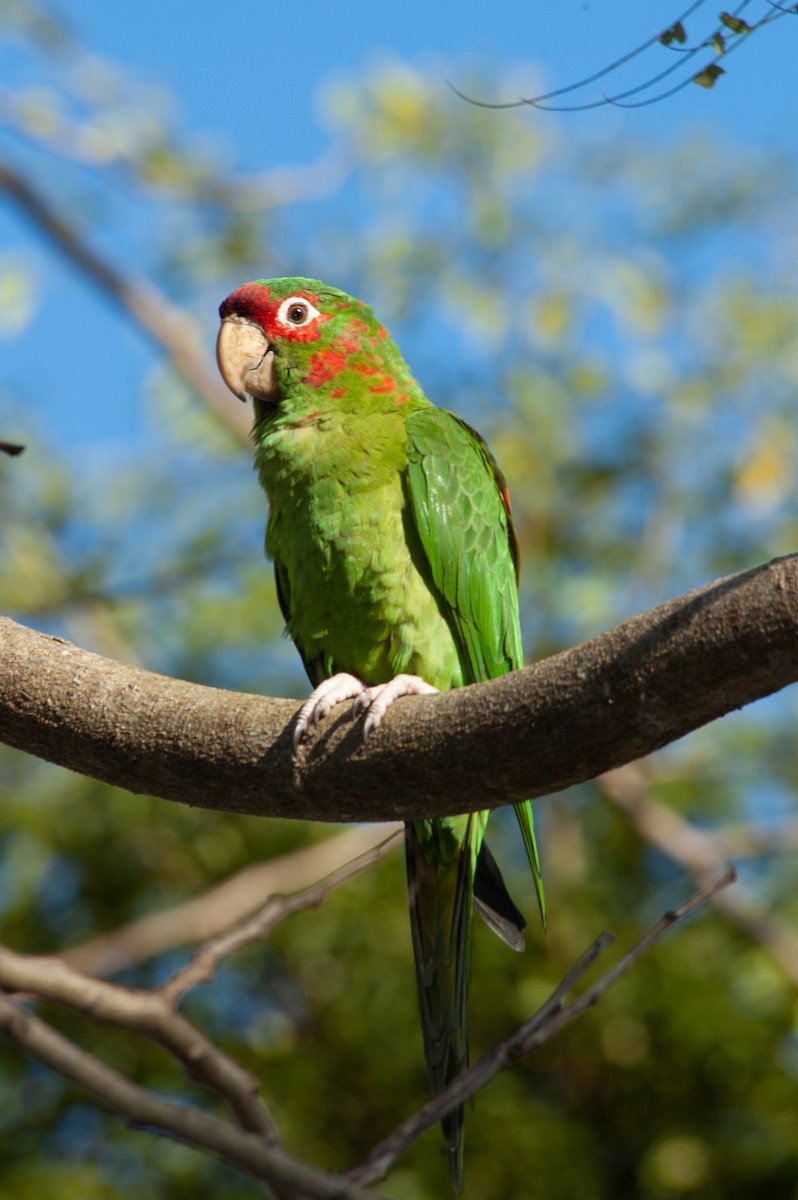 ベニガオメキシコインコ - ML625040101