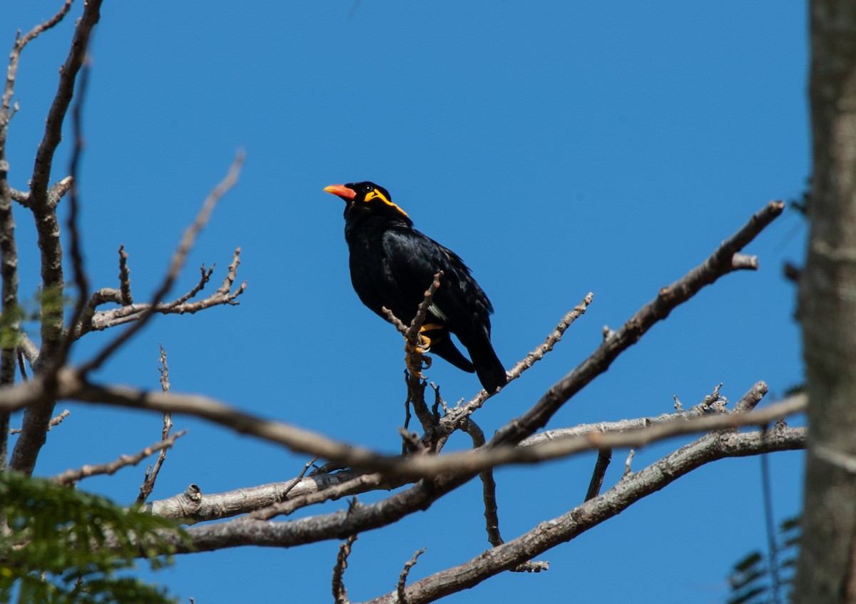 キュウカンチョウ - ML625040111