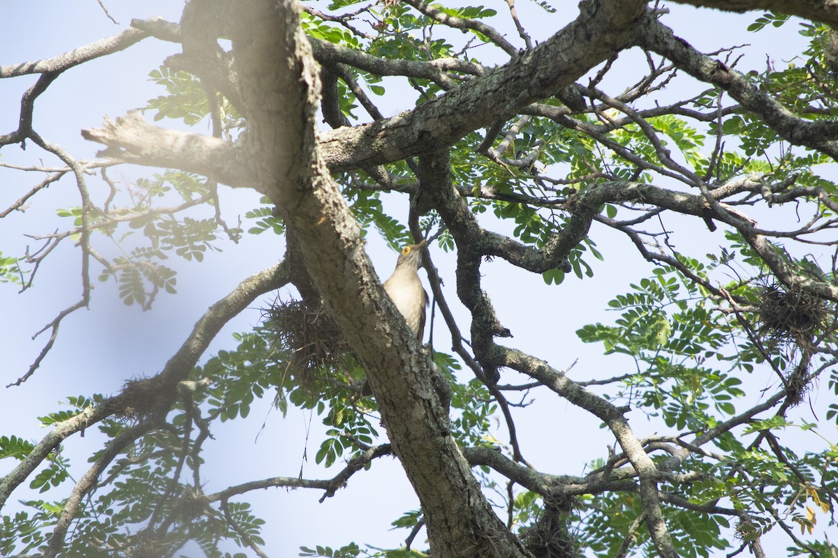 Spectacled Thrush - ML625040138