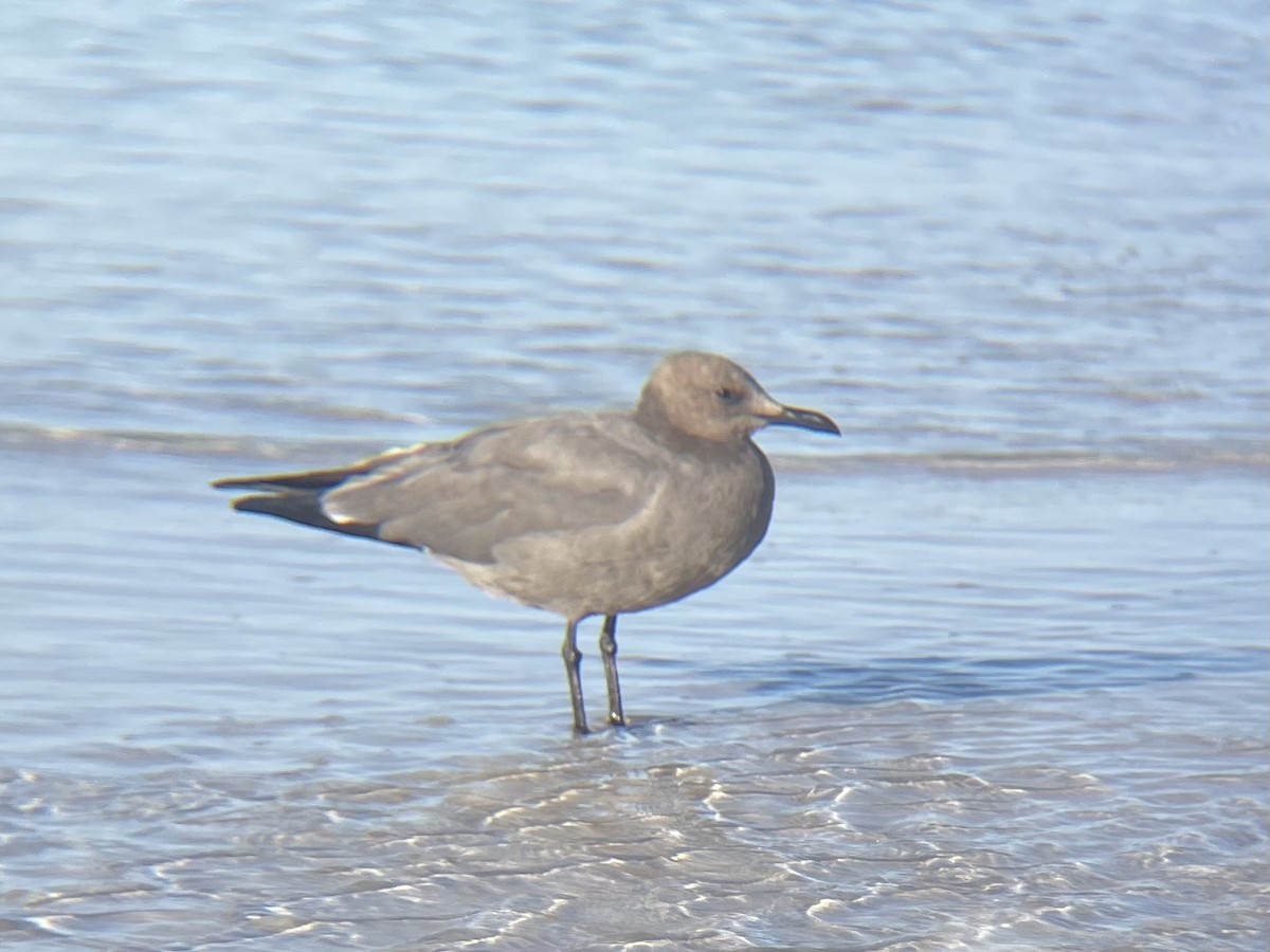 Gray Gull - ML625040222