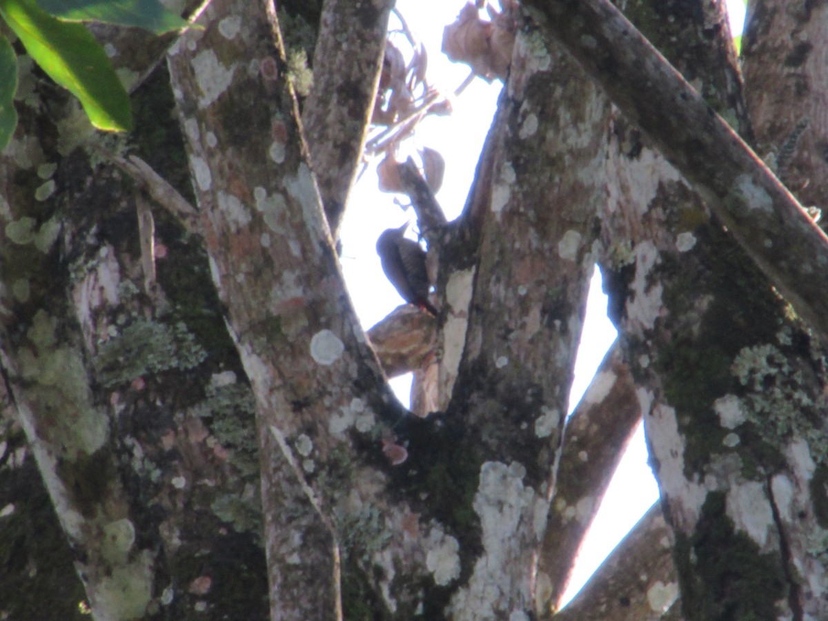 Red-rumped Woodpecker - ML625040224