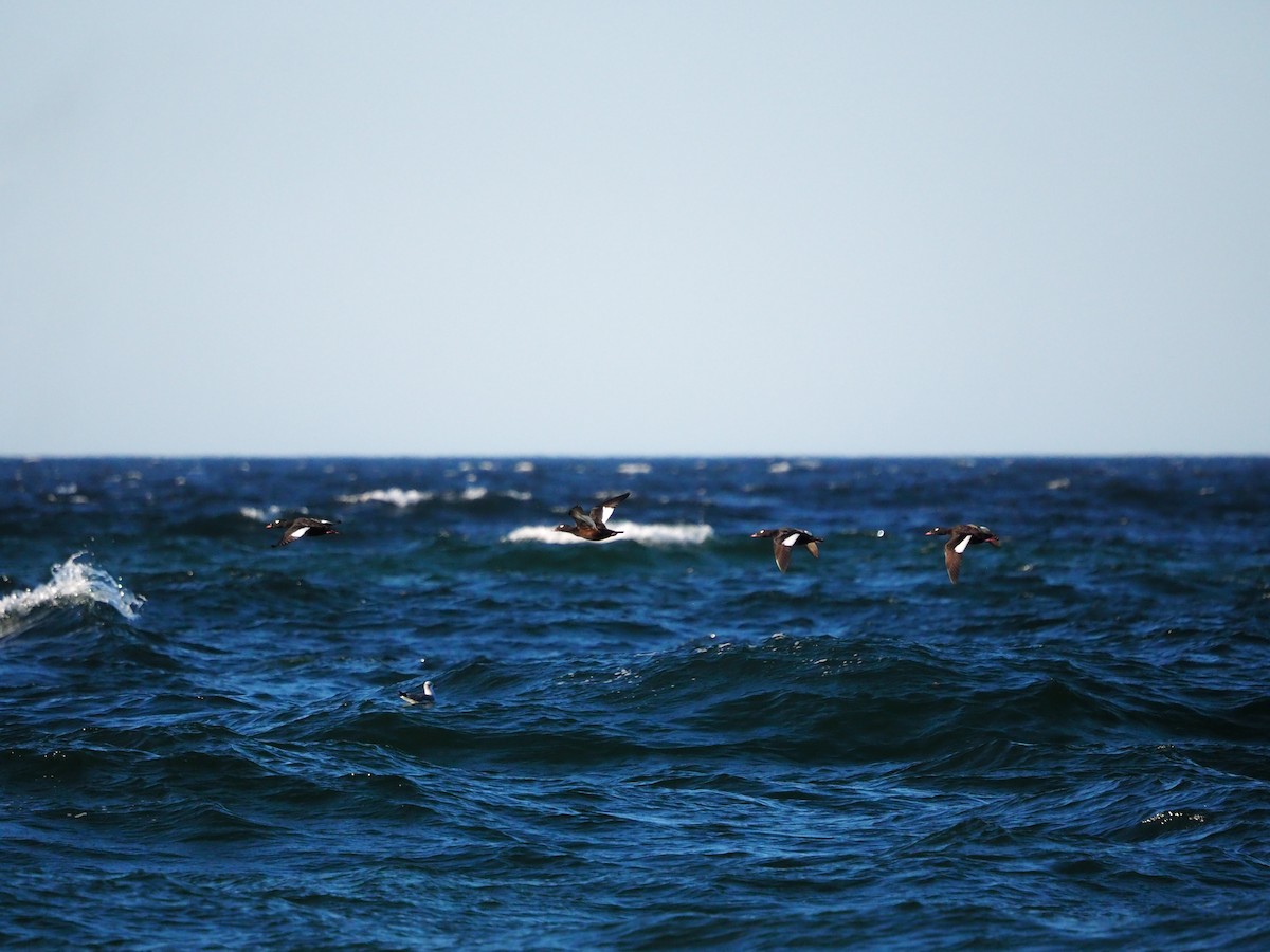 White-winged Scoter - ML625040229