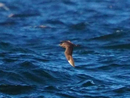 Parasitic Jaeger - ML625040235