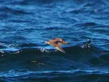 Parasitic Jaeger - ML625040236