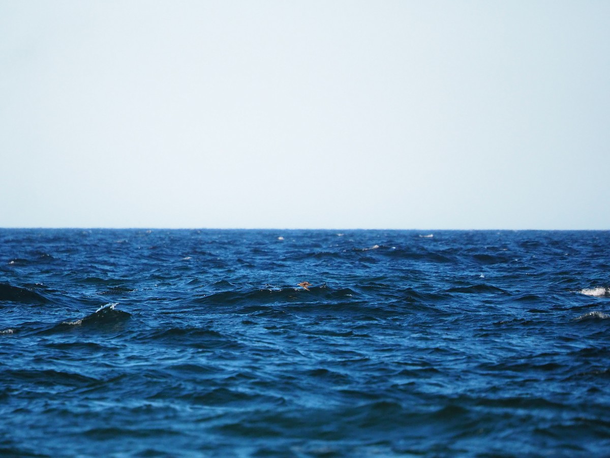 Parasitic Jaeger - ML625040237