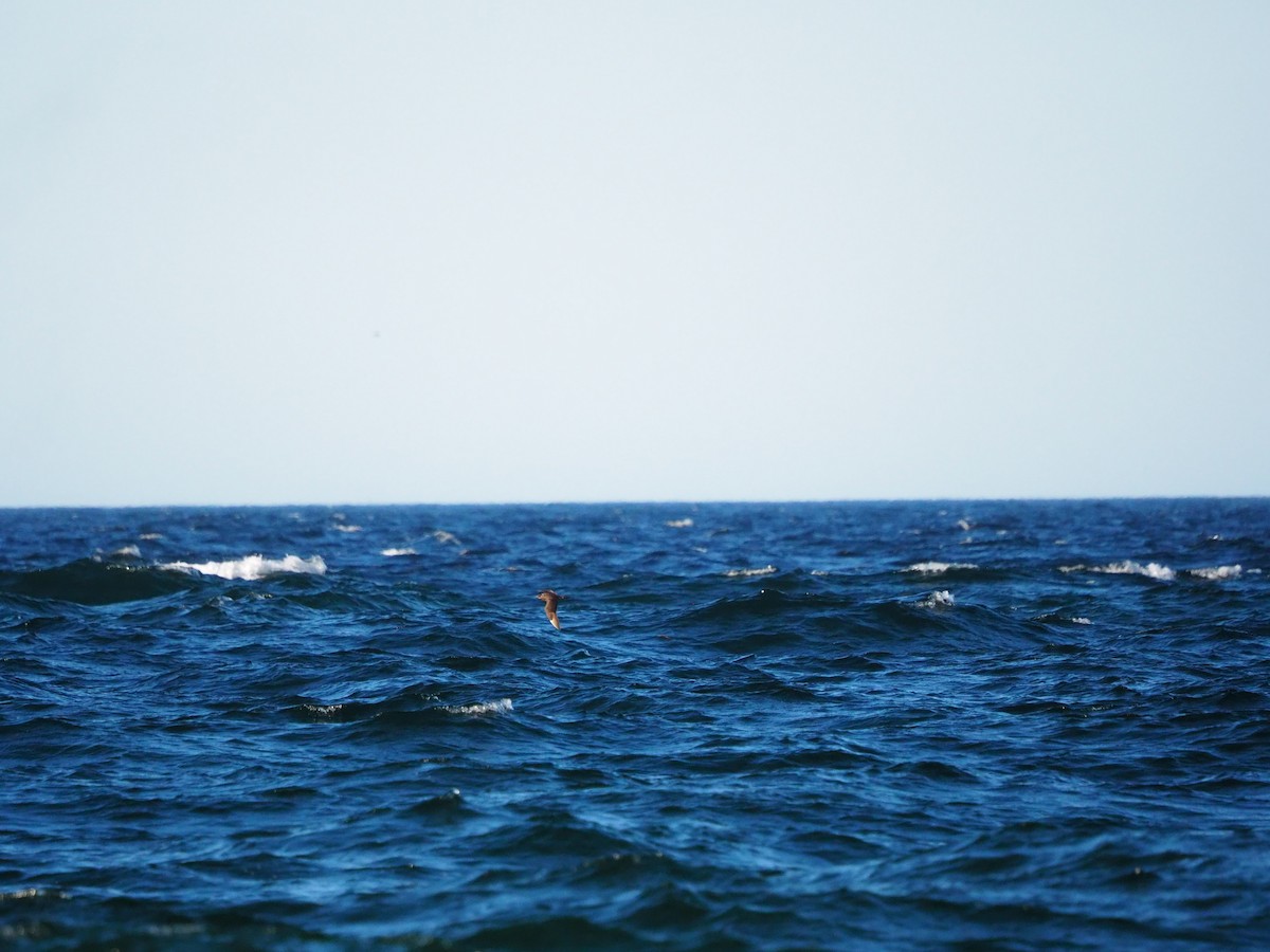 Parasitic Jaeger - ML625040238