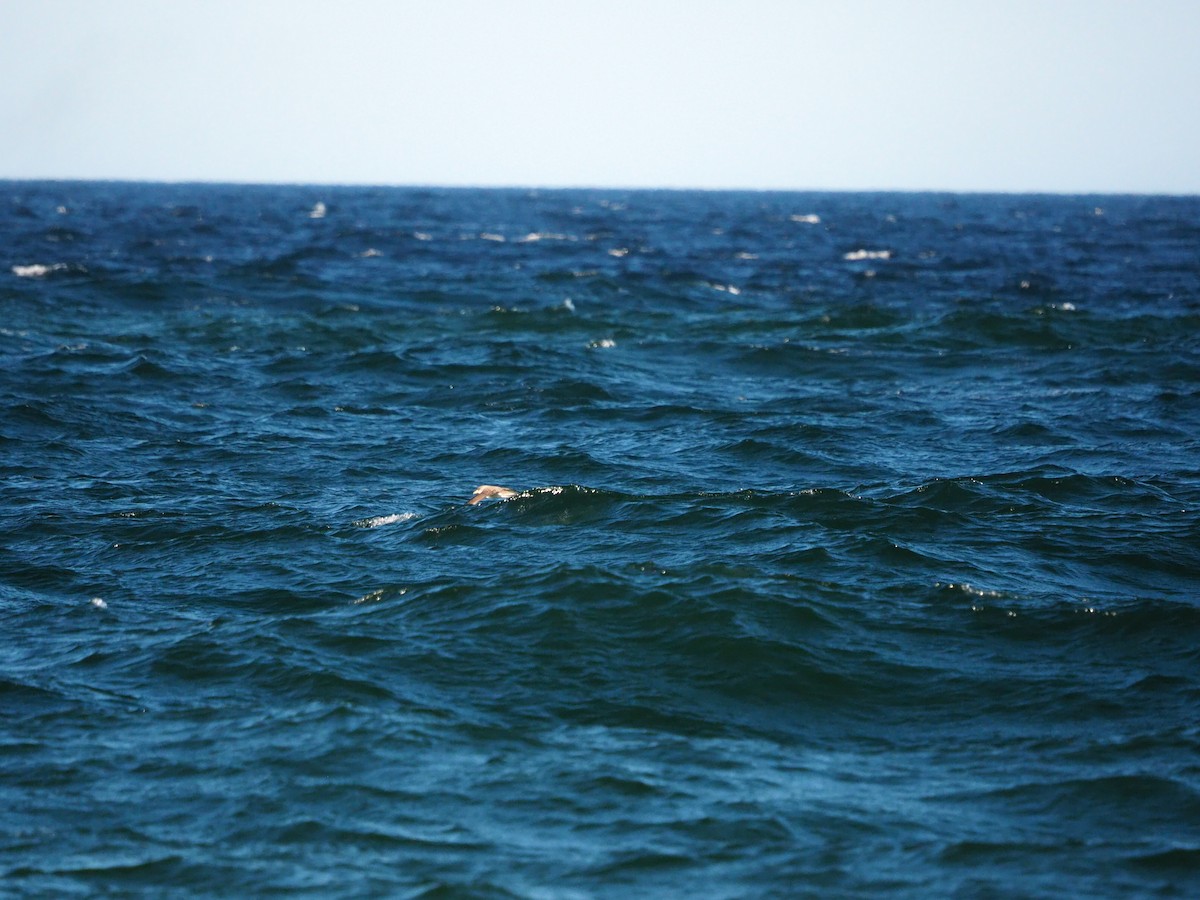 Cory's/Scopoli's Shearwater - ML625040255