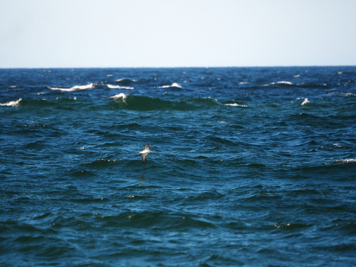Cory's/Scopoli's Shearwater - ML625040256
