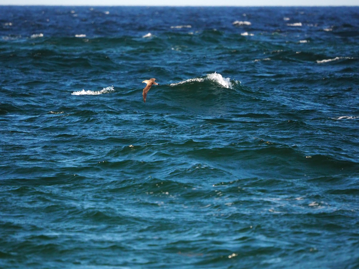 Cory's/Scopoli's Shearwater - ML625040258