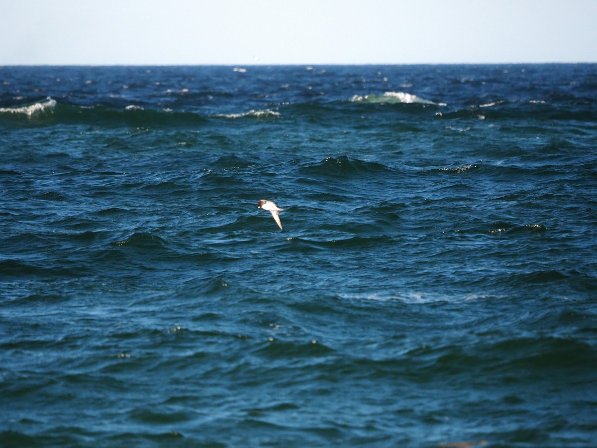 Cory's/Scopoli's Shearwater - ML625040259