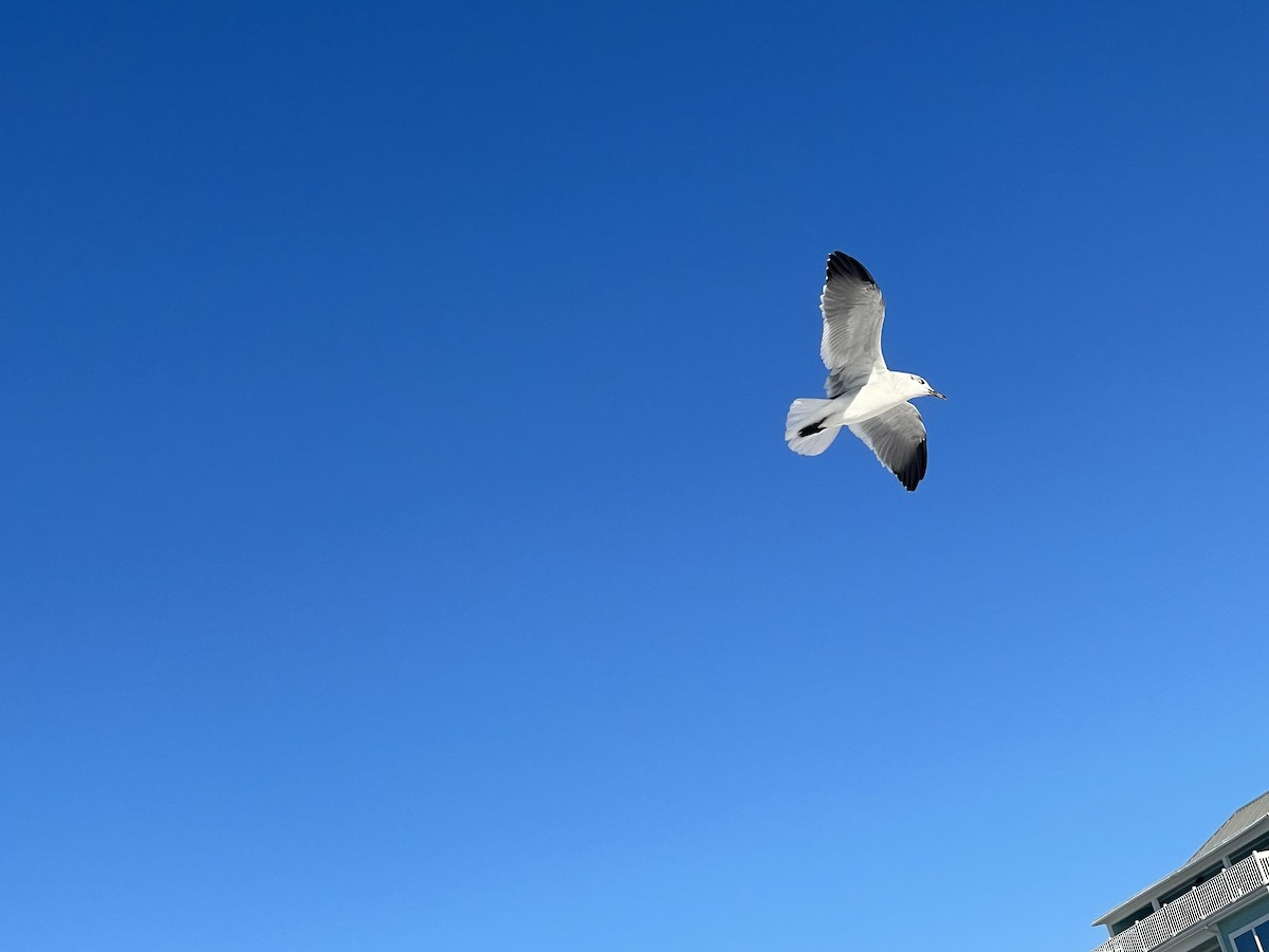 Laughing Gull - ML625040303