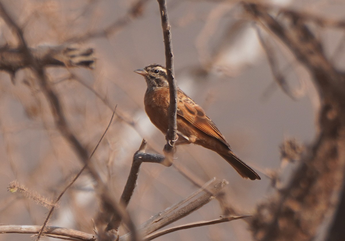 Gosling's Bunting - ML625040468