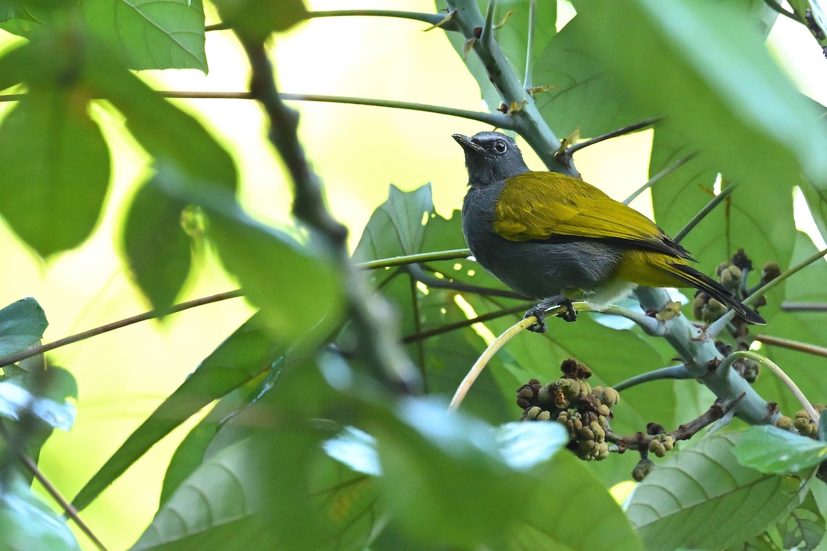 Gray-bellied Bulbul - ML625040727