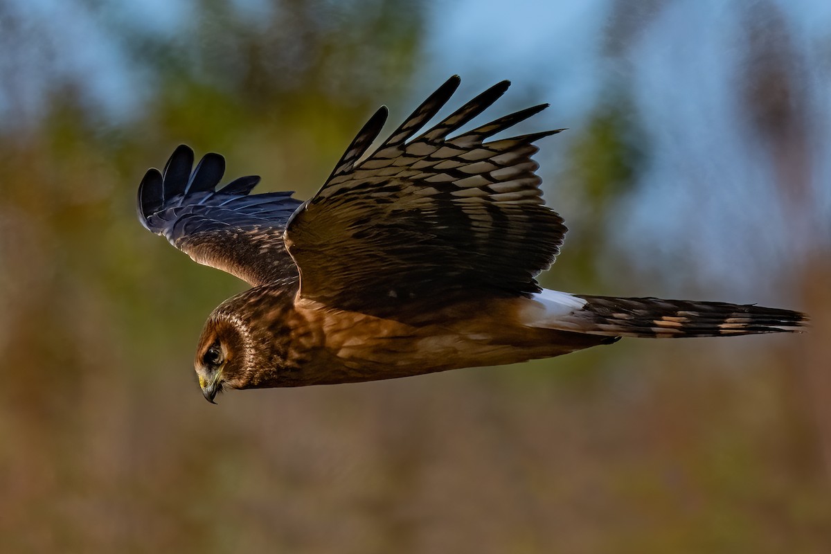 Northern Harrier - ML625040992