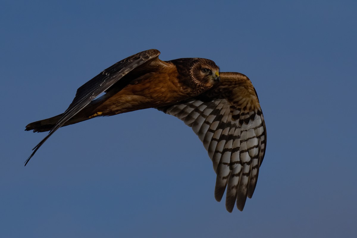 Northern Harrier - ML625040993