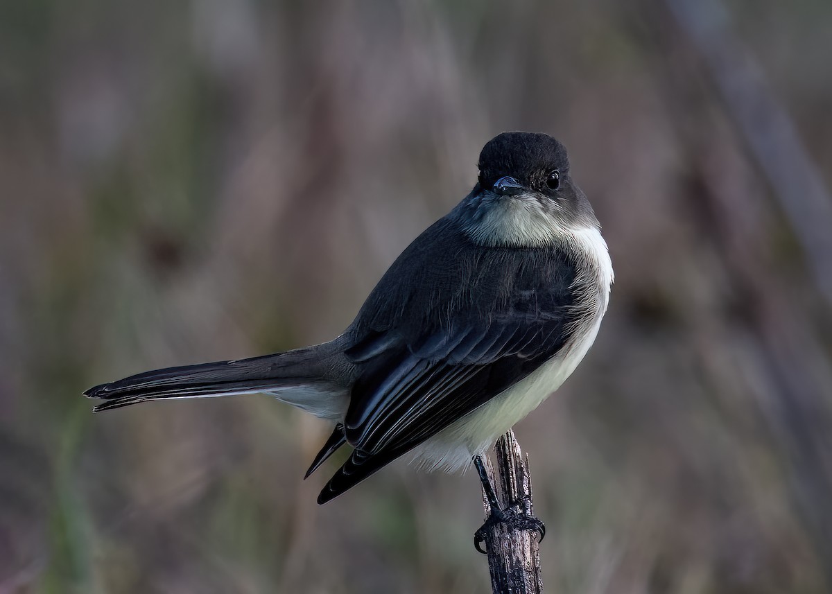 Eastern Phoebe - ML625041071