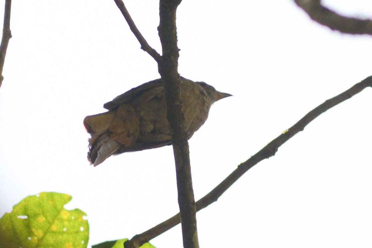 Cinnamon-vented Piha - ML625041103
