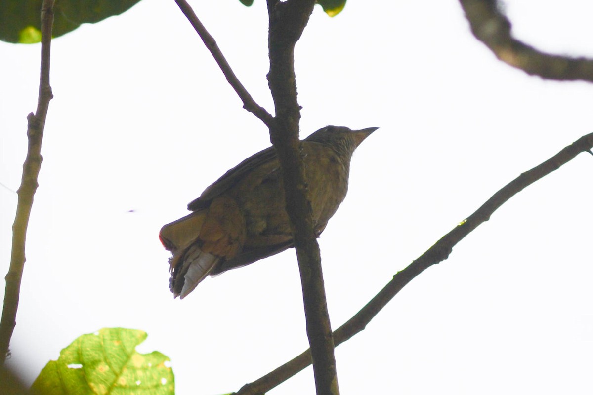 Cinnamon-vented Piha - ML625041104