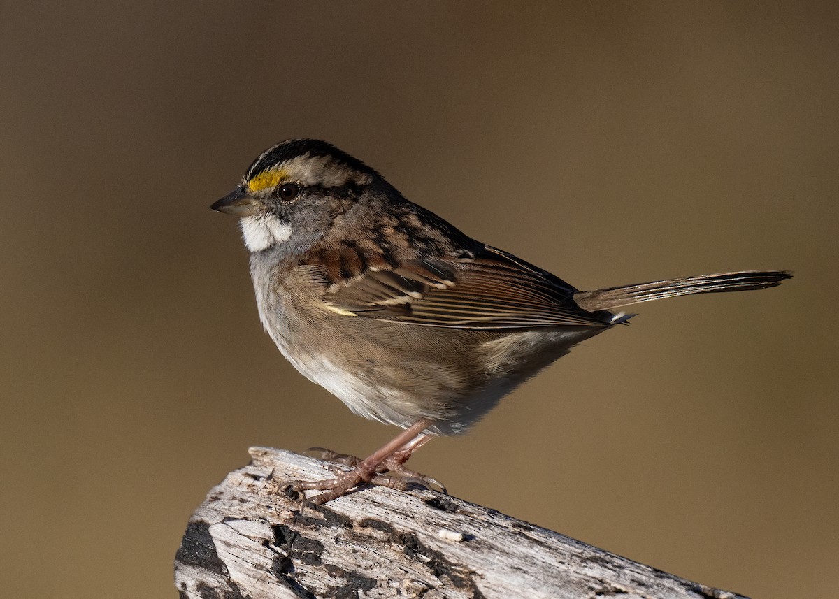 White-throated Sparrow - ML625041130