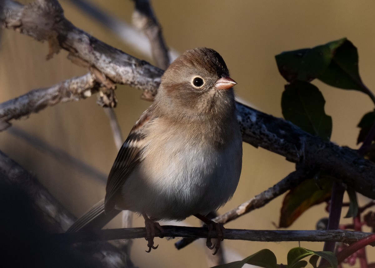 Field Sparrow - ML625041163