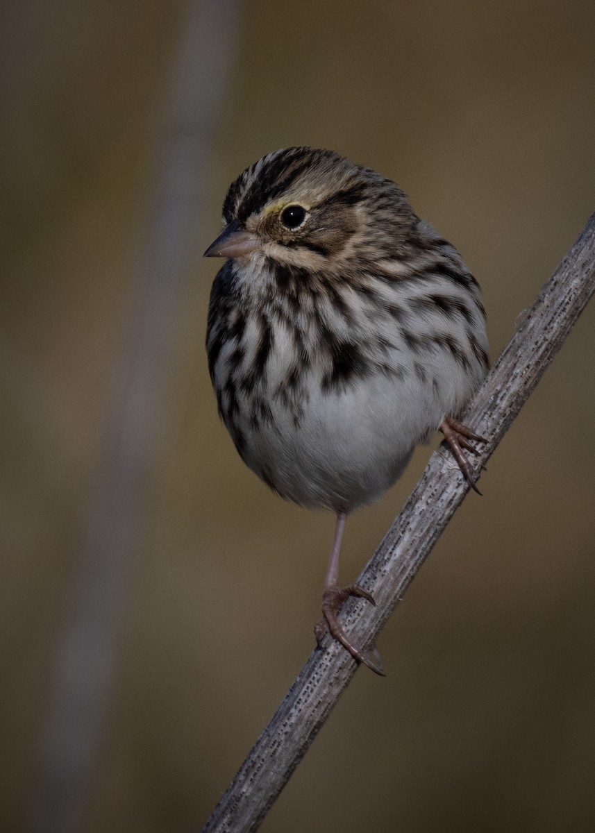 Savannah Sparrow - ML625041195