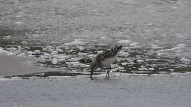 Broad-billed Sandpiper - ML625041196