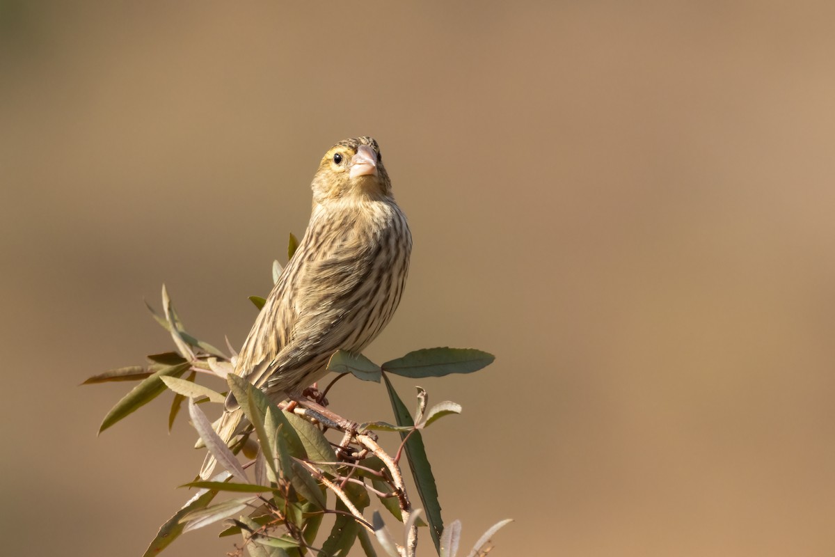 Yellow Bishop - ML625041218