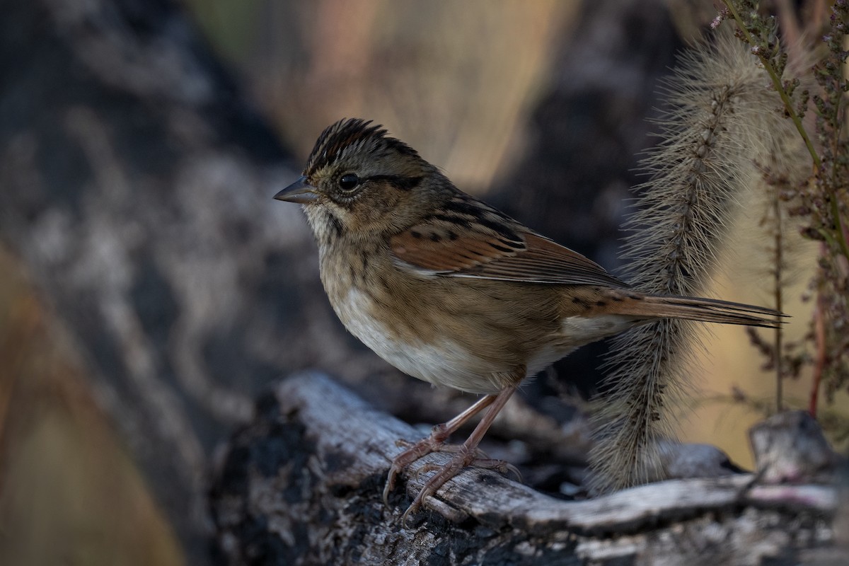 Swamp Sparrow - ML625041232